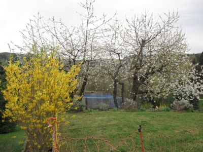 Kirschblüte unserer zwei Kirschbäume im Jahr 2015