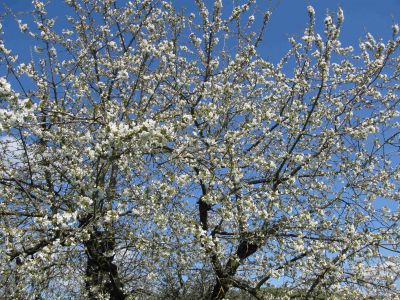 Kirschbaum in voller Blüte