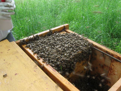 Bienenschwarm vom 16.05.2015 einquartiert