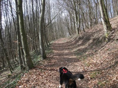 ...gleich diesen Waldweg hoch !