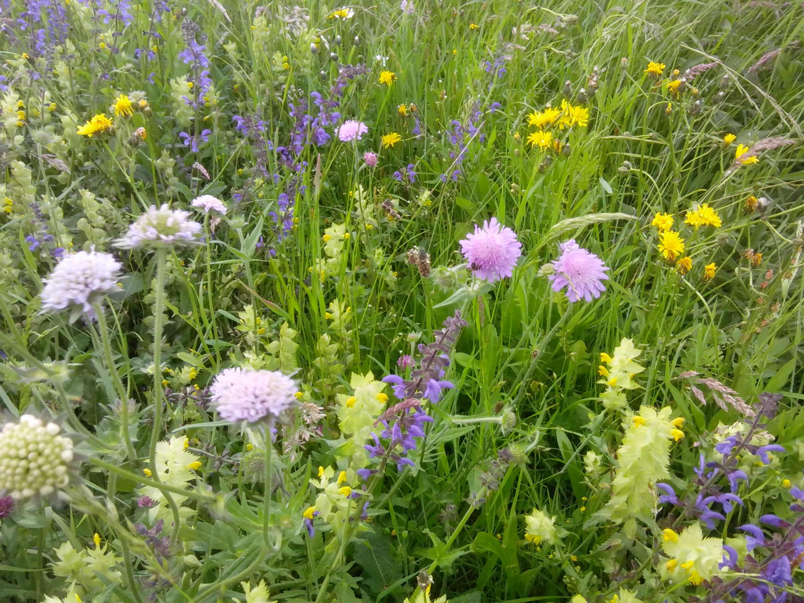 Solch herrliche Blumenwiesen sind nicht nur für das menschliche Auge eine Pracht, sondern auch für Bienen wichtig.