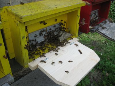 ...kaum umquartiert halten die Bienen ihr Hinterteil in die Luft um den Duft der Königin hinaus zu fächeln