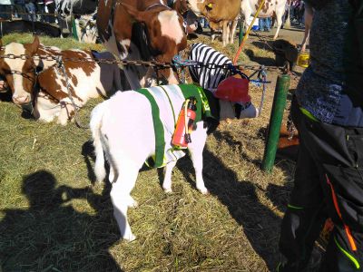 Kostümierte Kälber an der Viehshow in Tavannes am 11.10.2019